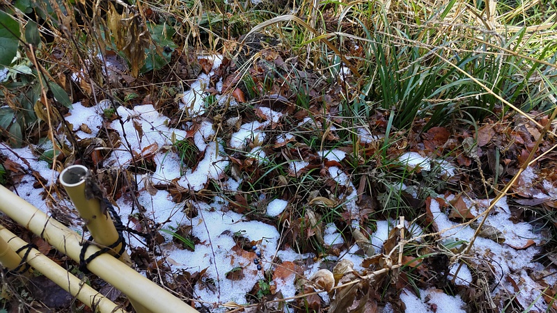残雪 横浜市瀬谷区長屋門公園