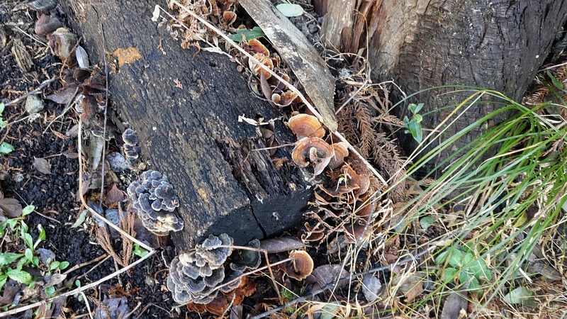 カワラタケ 横浜市瀬谷区長屋門公園