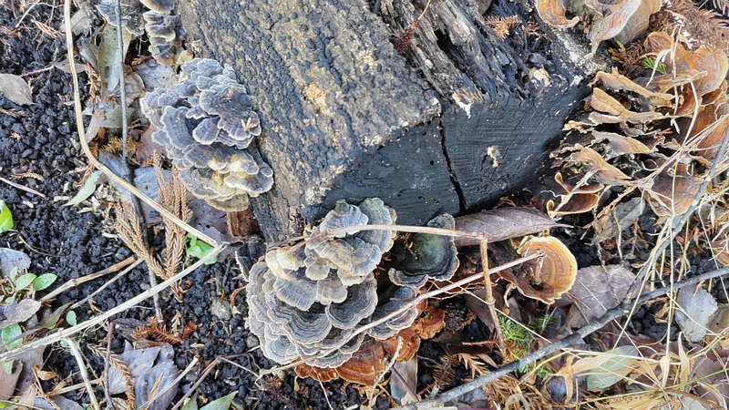 カワラタケ 横浜市瀬谷区長屋門公園