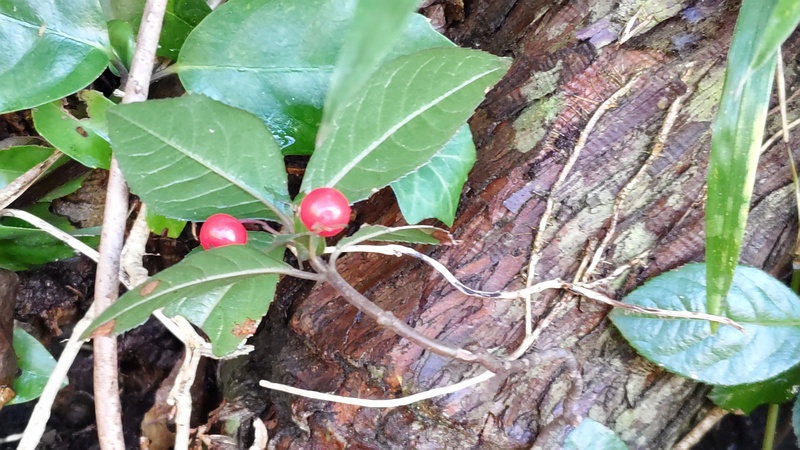 ヤブコウジ 横浜市瀬谷区長屋門公園