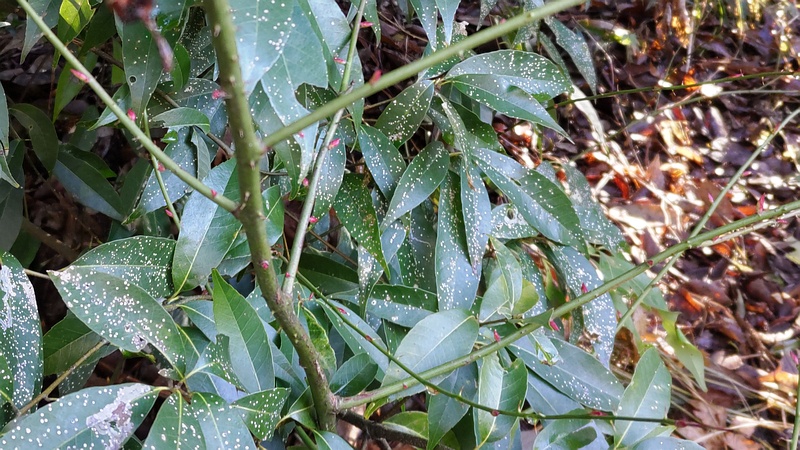 モミジイチゴの冬芽 横浜市瀬谷区長屋門公園