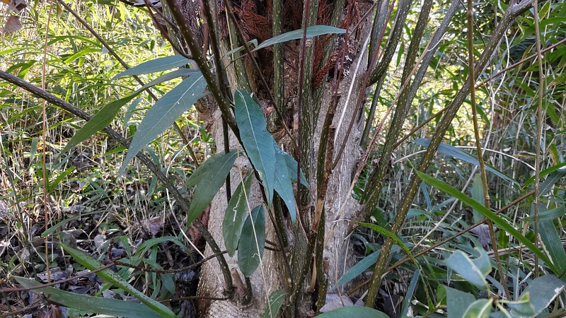 シラカシの切株 横浜市瀬谷区長屋門公園