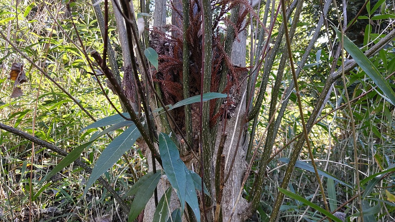 シラカシの切株 横浜市瀬谷区長屋門公園