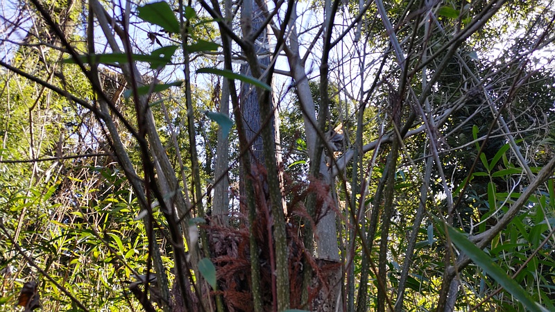 シラカシの切株 横浜市瀬谷区長屋門公園