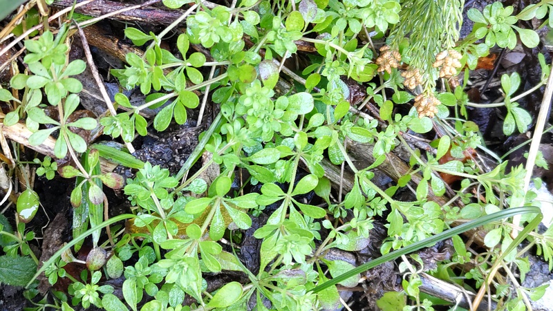 ヤエムグラの若葉 横浜市瀬谷区長屋門公園