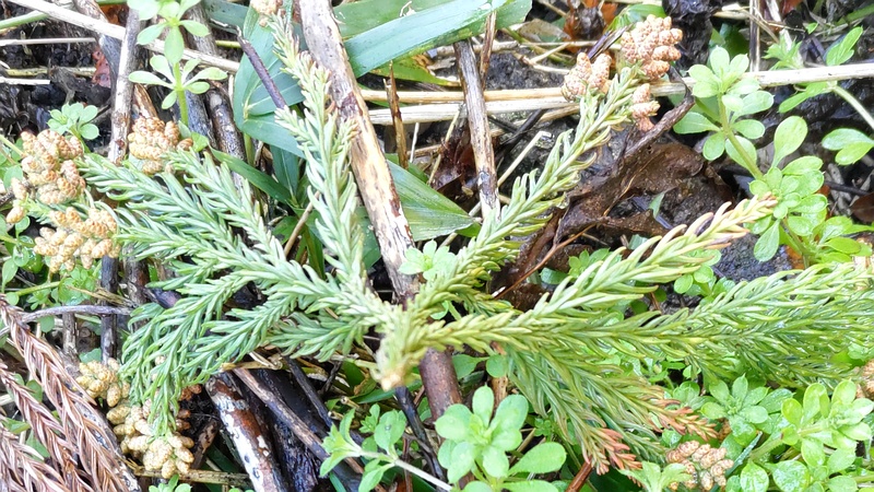 スギの果実 横浜市瀬谷区長屋門公園