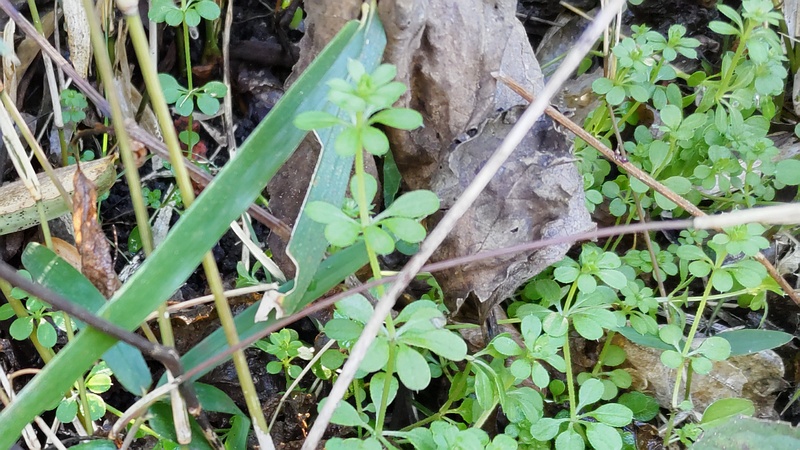ヤエムグラの若葉 横浜市瀬谷区長屋門公園