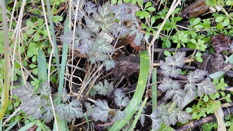 ヤエムグラの若葉とムラサキケマンの越冬葉 横浜市瀬谷区長屋門公園