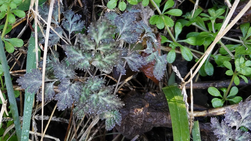 ヤエムグラの若葉とムラサキケマンの越冬葉 横浜市瀬谷区長屋門公園