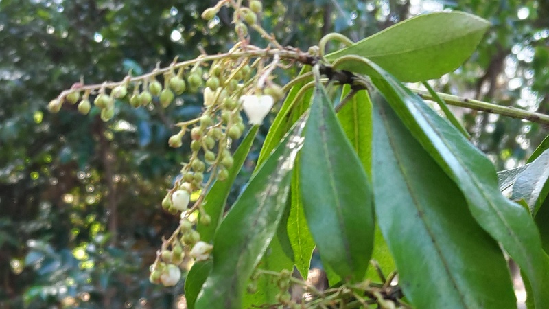 アセビの花 横浜市瀬谷区長屋門公園