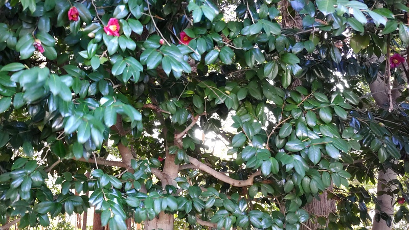 ツバキの花 横浜市瀬谷区長屋門公園