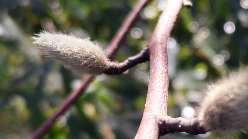 コブシの冬芽 横浜市瀬谷区長屋門公園