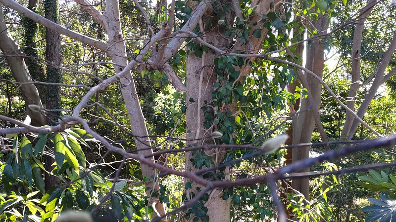 コブシの木 横浜市瀬谷区長屋門公園