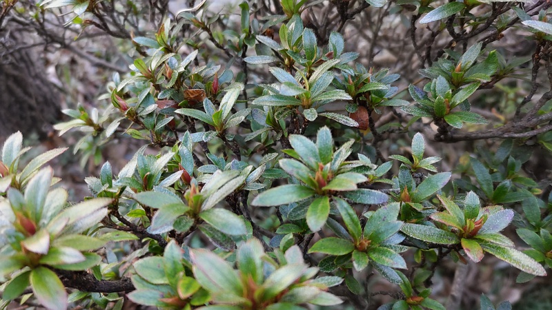 ツツジ 横浜市瀬谷区長屋門公園