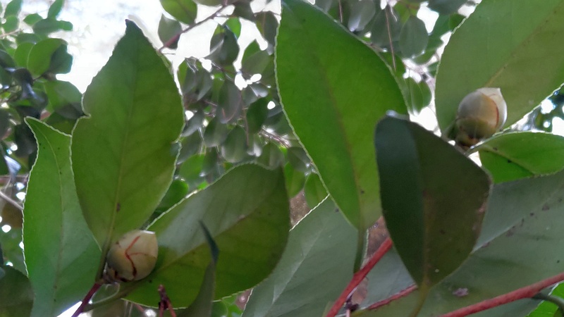 ツバキの蕾 横浜市旭区希望が丘ふれあいの森公園