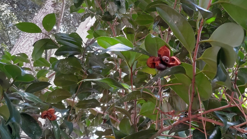 ツバキの果実の残滓 横浜市旭区希望が丘ふれあいの森公園