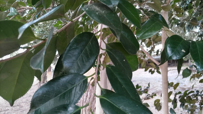 ツバキの葉 横浜市旭区希望が丘ふれあいの森公園