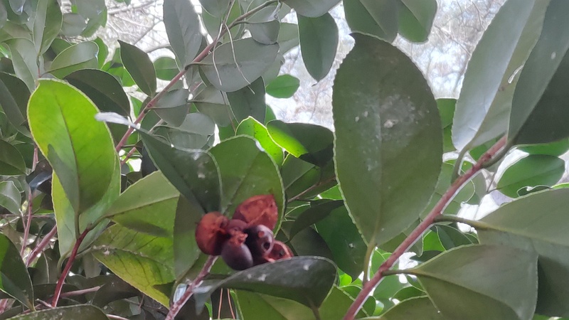 ツバキの果実の残滓 横浜市旭区希望が丘ふれあいの森公園