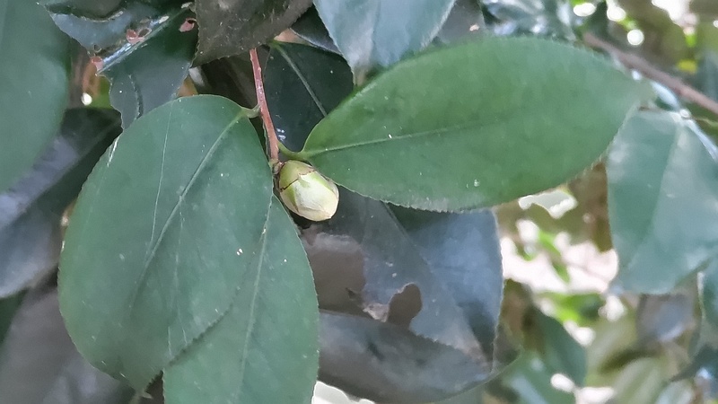 ツバキの蕾 横浜市旭区希望が丘ふれあいの森公園