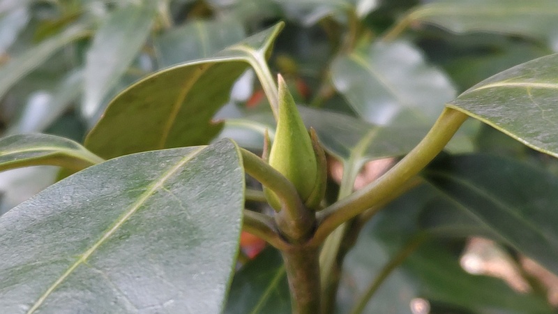 アオキの雌木の蕾 横浜市旭区希望が丘水の森公園