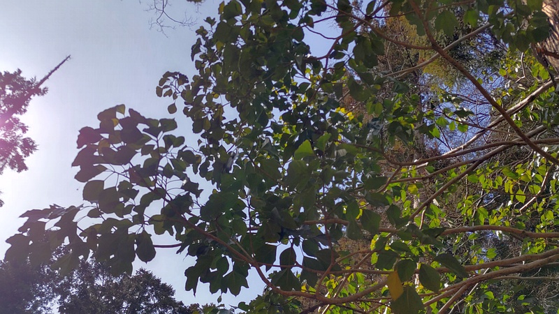 カクレミノ 横浜市旭区希望が丘水の森公園