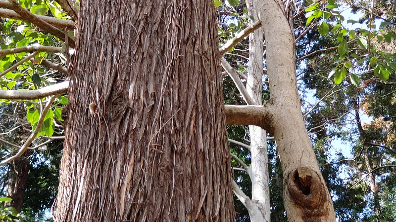 カクレミノとスギの幹 横浜市旭区希望が丘水の森公園