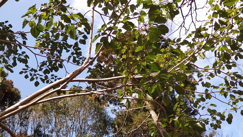 カクレミノ 横浜市旭区希望が丘水の森公園