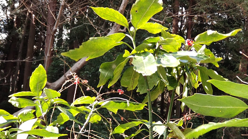トキリマメ 横浜市旭区希望が丘水の森公園