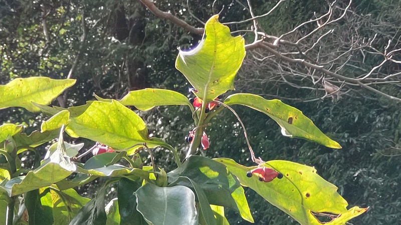 トキリマメ 横浜市旭区希望が丘水の森公園