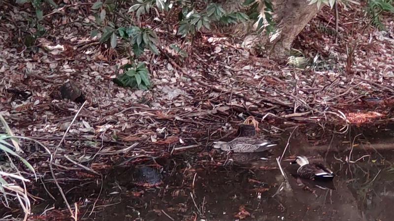 カルガモ 横浜市旭区希望が丘水の森公園