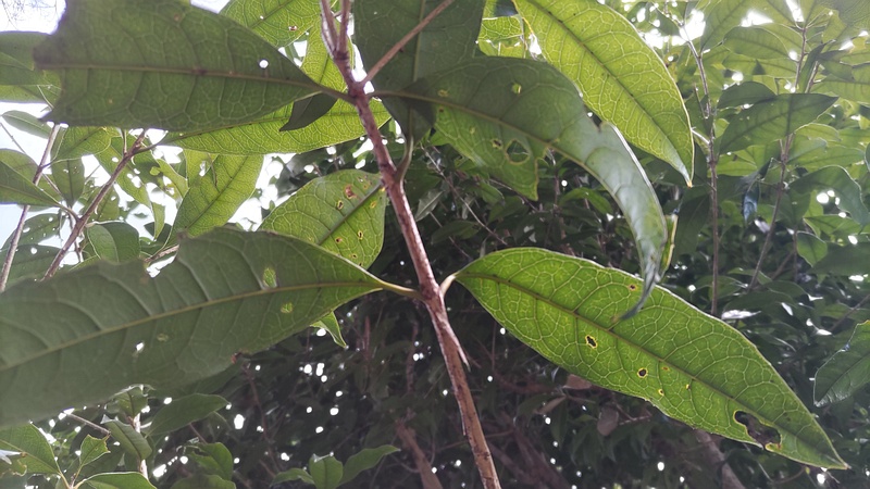 キンモクセイ 横浜市旭区希望が丘水の森公園