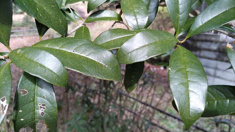 キンモクセイ 横浜市旭区希望が丘水の森公園