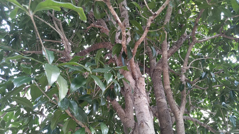 キンモクセイ 横浜市旭区希望が丘水の森公園