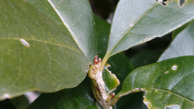 キンモクセイ 横浜市旭区希望が丘水の森公園