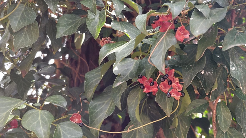 トキリマメ 横浜市旭区希望が丘水の森公園