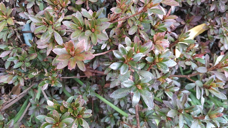 サツキ 横浜市旭区希望が丘ふれあいの森公園