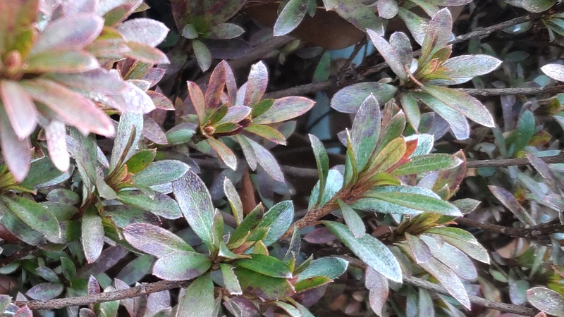 サツキ 横浜市旭区希望が丘ふれあいの森公園