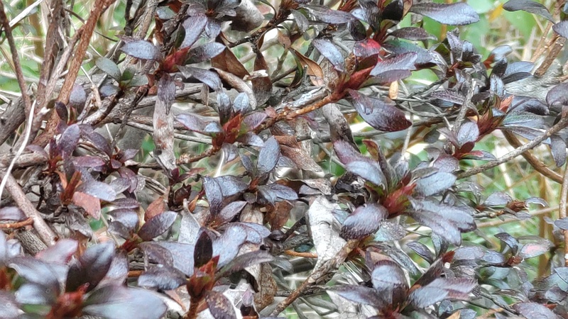 サツキ 横浜市旭区希望が丘ふれあいの森公園