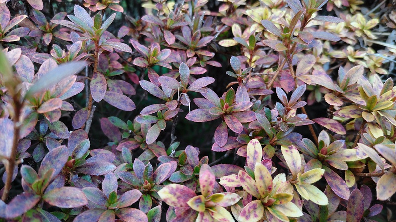 サツキ 横浜市旭区希望が丘ふれあいの森公園