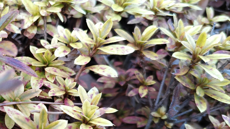 サツキ 横浜市旭区希望が丘ふれあいの森公園