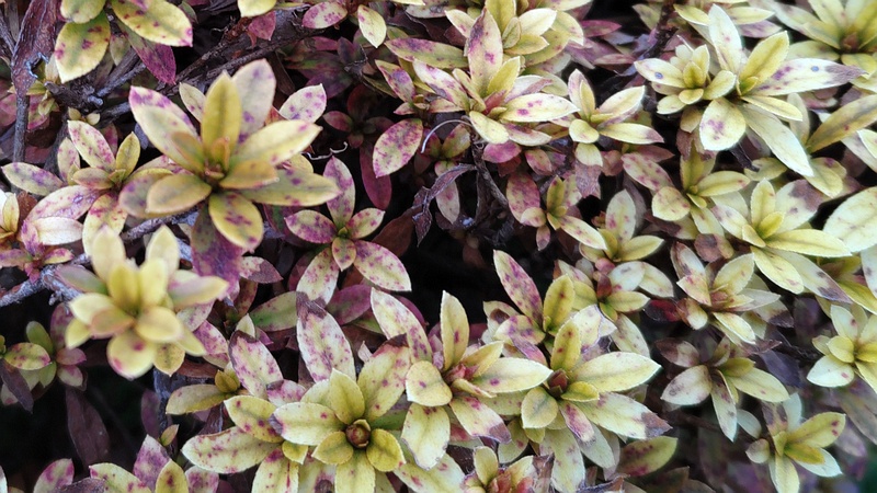 サツキ 横浜市旭区希望が丘ふれあいの森公園