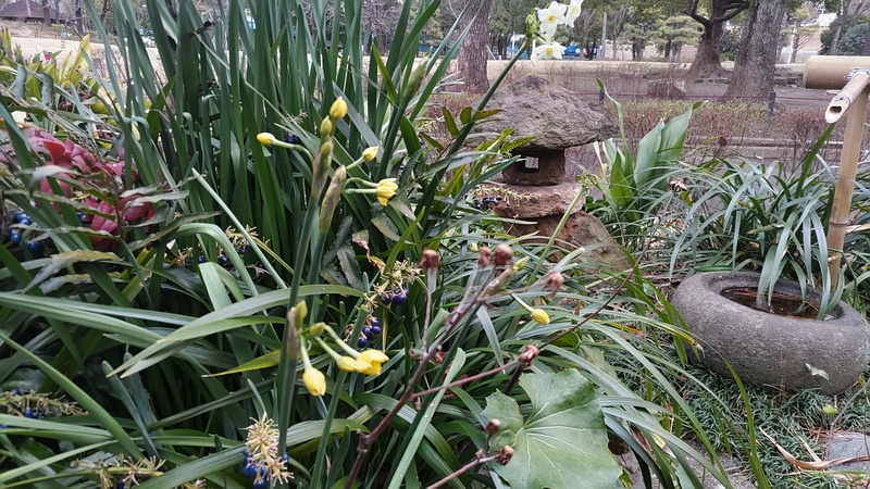 キズイセンの蕾 東京都大田区平和島公園