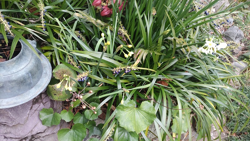 ノシランの果実、スイセン、キズイセン、ツワブキ、オニヤブソテツ、オタフクナンテン 東京都大田区平和島公園