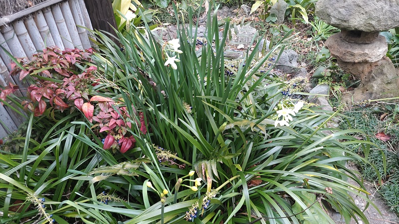 ノシランの果実、スイセン、キズイセン、ツワブキ、オニヤブソテツ 東京都大田区平和島公園