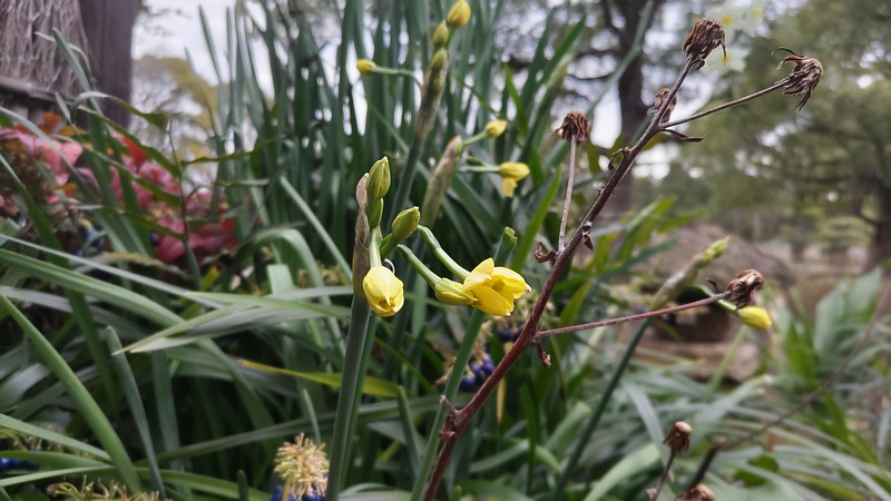 キズイセンとツワブキ 東京都大田区平和島公園