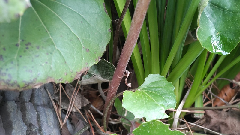 キズイセンとツワブキの生え際 東京都大田区平和島公園