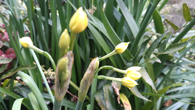 キズイセンの蕾 東京都大田区平和島公園