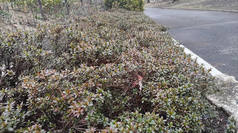サツキ 東京都大田区平和島公園