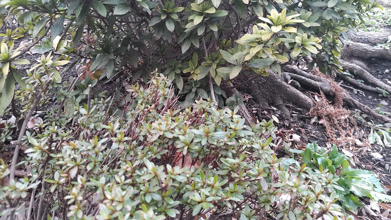 サツキとツツジ 東京都大田区平和島公園