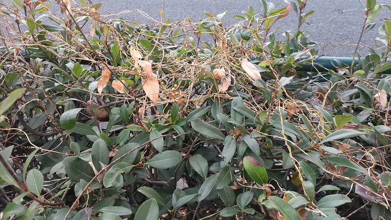 シャリンバイとヘクソカズラの果実 東京都大田区平和島公園